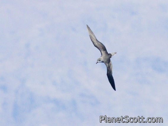 Desertas Petrel (Pterodroma deserta)