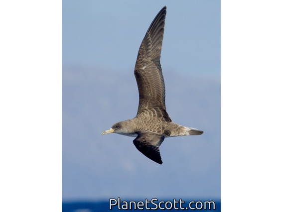 Cory's Shearwater (Calonectris borealis)