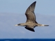 Cory's Shearwater (Calonectris borealis)