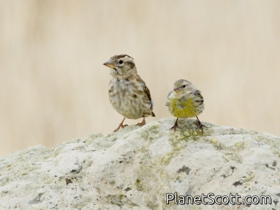 Rock Sparrow (Petronia petronia) - and Island Canary on Right