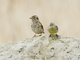 Rock Sparrow (Petronia petronia) - and Island Canary on Right