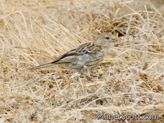 Island Canary (Serinus canaria)
