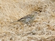 Island Canary (Serinus canaria)