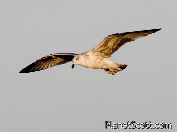 Yellow-legged Gull (Larus michahellis)