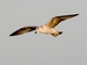 Yellow-legged Gull (Larus michahellis)