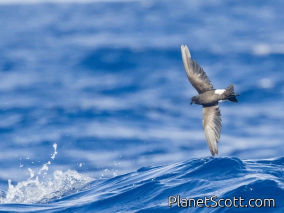 Wilson's Storm-Petrel (Oceanites oceanicus)
