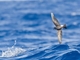 Wilson's Storm-Petrel (Oceanites oceanicus)