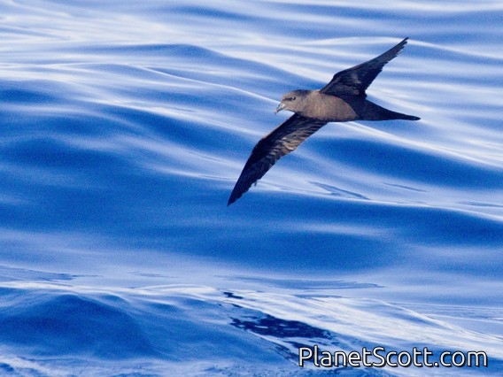 Bulwer's Petrel (Bulweria bulwerii)