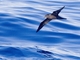 Bulwer's Petrel (Bulweria bulwerii)