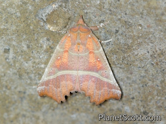 Herald Moth (Scoliopteryx libatrix)