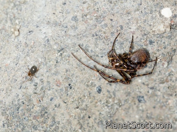 Long-jawed Orbweaver Spider (Metellina sp)
