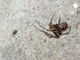 Long-jawed Orbweaver Spider (Metellina sp)
