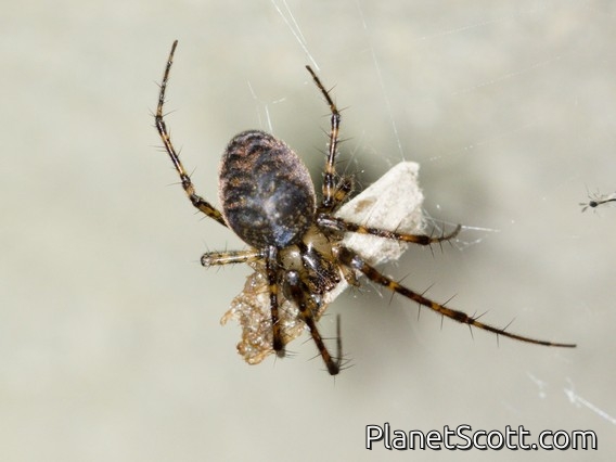 Long-jawed Orbweaver Spider (Metellina sp)