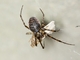 Long-jawed Orbweaver Spider (Metellina sp)