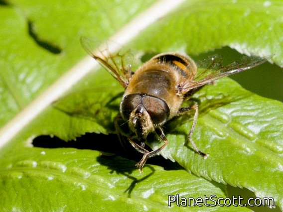 Common Drone Fly (Eristalis tenax)