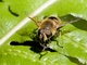 Common Drone Fly (Eristalis tenax)