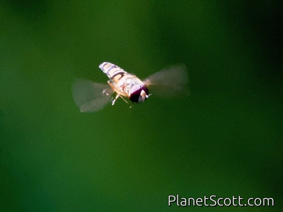 Marmalade Hover Fly (Episyrphus balteatus)