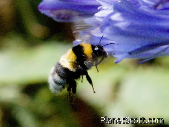 Large Garden Bumble Bee (Bombus ruderatus)