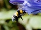 Large Garden Bumble Bee (Bombus ruderatus)