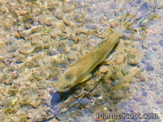 Brown Trout (Salmo trutta)