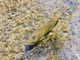 Brown Trout (Salmo trutta)