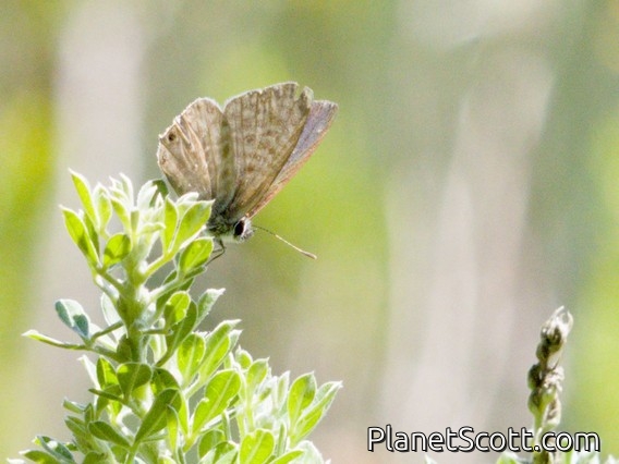 Zebra Blues (Lycaenidae sp)
