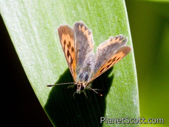 Small Copper (Lycaena phlaeas)