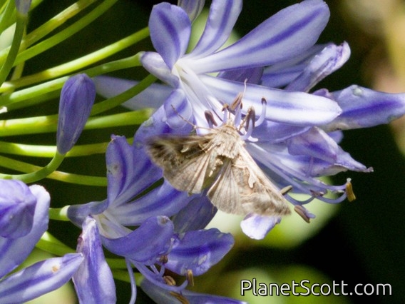 Autograph Moth (Autographa sp)