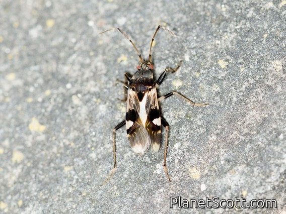 Coastal Groundbug (Beosus maritimus)
