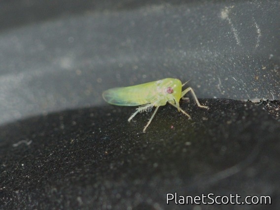 Leafhopper (Empoascina sp)