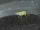 Leafhopper (Empoascina sp)