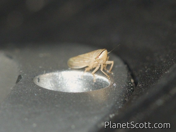 Leafhopper (Exitianus capicola)