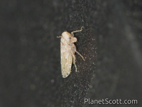 Leafhopper (Deltocephalinae sp)