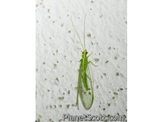 Green Lacewing (Atlantochrysa atlantica)