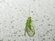 Green Lacewing (Atlantochrysa atlantica)