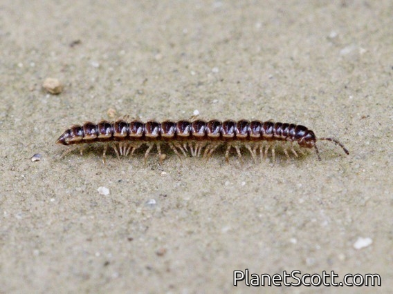 Greenhouse Millipede (Oxidus gracilis)
