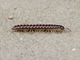 Greenhouse Millipede (Oxidus gracilis)