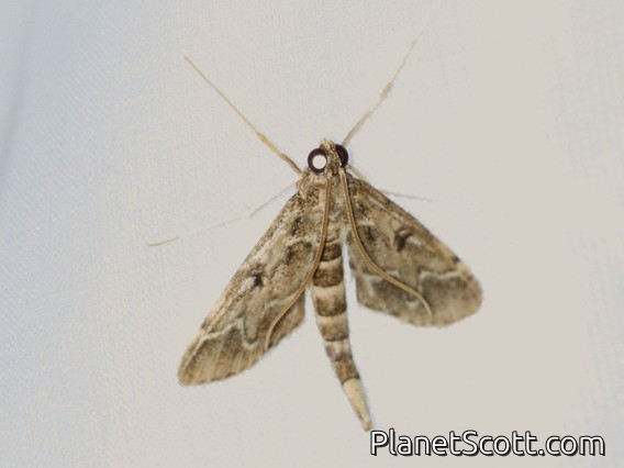 European Pepper Moth (Duponchelia fovealis)