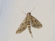 European Pepper Moth (Duponchelia fovealis)
