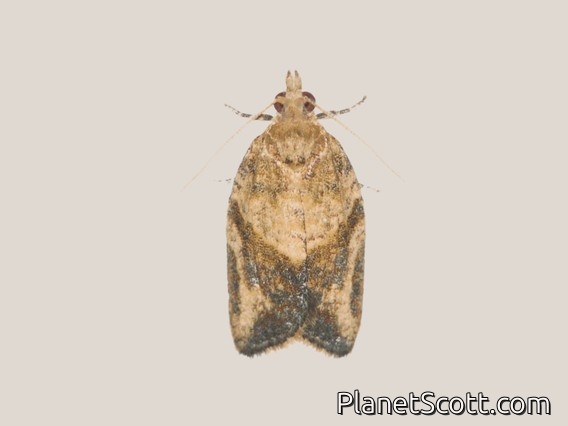Light Brown Apple Moth (Epiphyas postvittana)