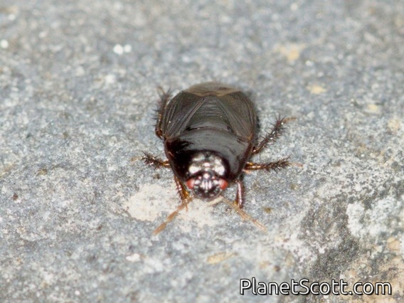 Burrowing Bug (Macroscytus sp)