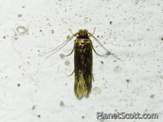 Blastobasid Moth (Blastobasis sp)
