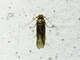 Blastobasid Moth (Blastobasis sp)