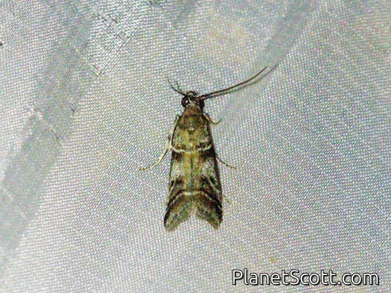 Pyralid Snout Moth (Macaronesiana loxogramma)
