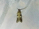 Pyralid Snout Moth (Macaronesiana loxogramma)
