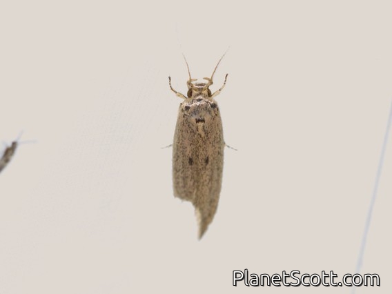Sugar-cane Moth (Opogona sacchari)