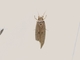 Sugar-cane Moth (Opogona sacchari)