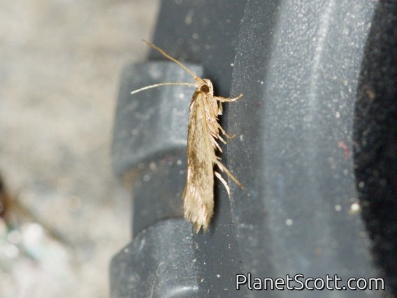 Fungus Moth (Opogona sp)