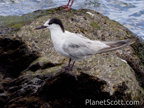 Common Tern (Sterna hirundo)