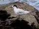 Common Tern (Sterna hirundo)
